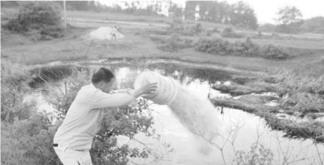 生石灰可治療牛病 生石灰可治療牛病